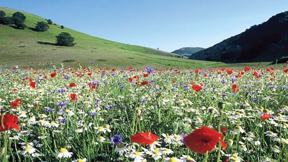 Wildflowers